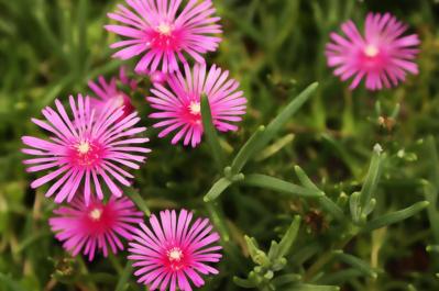 花咲くグラウンドカバーで雑草を防ぐ 8選【多年草】（サムネイル画像9）