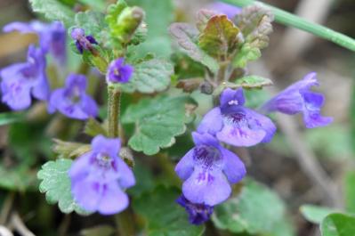 花咲くグラウンドカバーで雑草を防ぐ 8選【多年草】（サムネイル画像6）