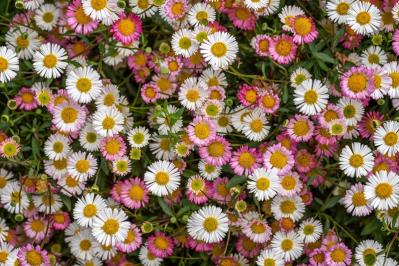 花咲くグラウンドカバーで雑草を防ぐ 8選【多年草】（サムネイル画像11）