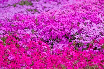 花咲くグラウンドカバーで雑草を防ぐ 8選【多年草】（サムネイル画像5）