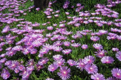 5月8日の花とは？【366日の誕生花と幸せの花言葉】（サムネイル画像）