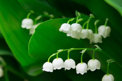 5月1日の花とは？【366日の誕生花と幸せの花言葉】（サムネイル画像）