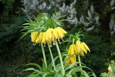 5月4日の花とは？【366日の誕生花と幸せの花言葉】（サムネイル画像）