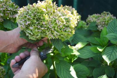 【ガーデニング】アジサイを長く楽しむには？買った後のお世話、色の変化のヒミツも  （サムネイル画像10）