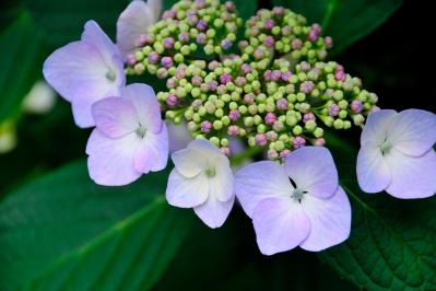 【ガーデニング】アジサイを長く楽しむには？買った後のお世話、色の変化のヒミツも  （サムネイル画像2）