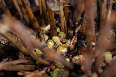 【ガーデニング】アジサイを長く楽しむには？買った後のお世話、色の変化のヒミツも  （サムネイル画像14）