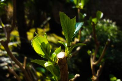 【ガーデニング】アジサイを長く楽しむには？買った後のお世話、色の変化のヒミツも  （サムネイル画像11）