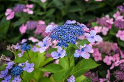 【ガーデニング】アジサイを長く楽しむには？買った後のお世話、色の変化のヒミツも  （サムネイル画像4）