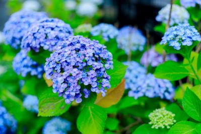 【ガーデニング】アジサイを長く楽しむには？買った後のお世話、色の変化のヒミツも  （サムネイル画像16）