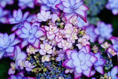 【ガーデニング】アジサイを長く楽しむには？買った後のお世話、色の変化のヒミツも  （サムネイル画像15）