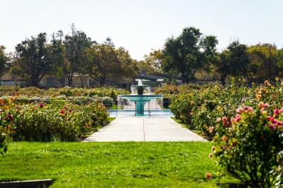 【ガーデニング】バラ満開！ 関西以南のおすすめバラ園6選（サムネイル画像5）