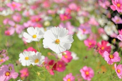 【ガーデニング】秋まで長く咲く一年草8選 タネから育ててみよう（サムネイル画像9）