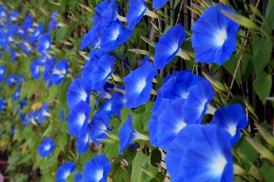 【ガーデニング】秋まで長く咲く一年草8選 タネから育ててみよう（サムネイル画像6）