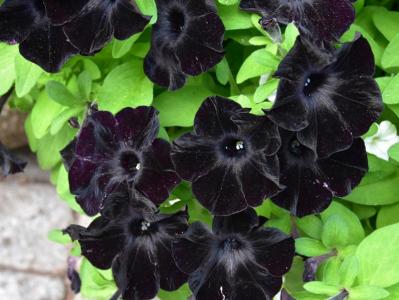 【ガーデニング】秋まで長く咲く一年草8選 タネから育ててみよう（サムネイル画像3）