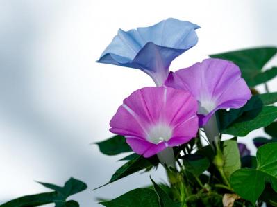 【ガーデニング】秋まで長く咲く一年草8選 タネから育ててみよう（サムネイル画像7）