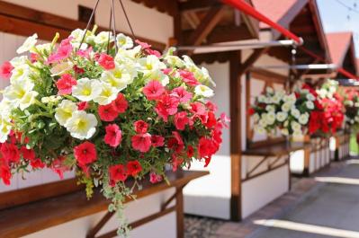 【ガーデニング】秋まで長く咲く一年草8選 タネから育ててみよう（サムネイル画像2）