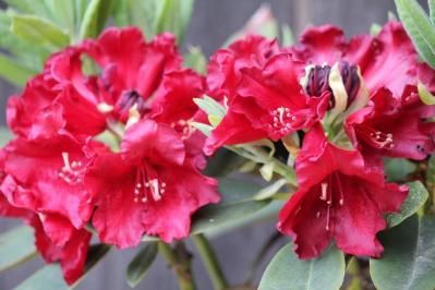 5月15日の花とは？【366日の誕生花と幸せの花言葉】（サムネイル画像）