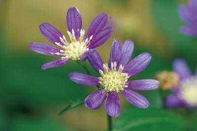 5月13日の花とは？【366日の誕生花と幸せの花言葉】（サムネイル画像）