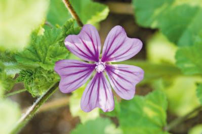 【ガーデニング】育てて楽しい多年草ハーブ【マロウ】の栽培方法と活用アイデア3選（サムネイル画像5）