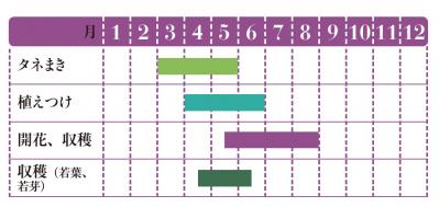 【ガーデニング】育てて楽しい多年草ハーブ【マロウ】の栽培方法と活用アイデア3選（サムネイル画像2）