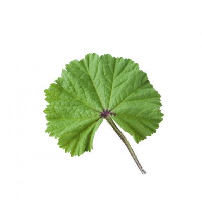 【ガーデニング】育てて楽しい多年草ハーブ【マロウ】の栽培方法と活用アイデア3選（サムネイル画像3）