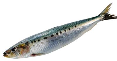 【いわし】のEPAやDHAがまるごととれる！おすすめ調理法とは？（サムネイル画像2）