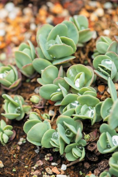 ハイロテレフィウム（サムネイル画像）