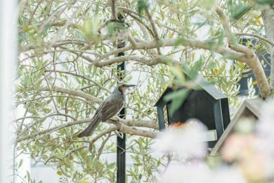 園芸研究家【吉谷桂子さん】暑さを避けながら植物とともに暮らすお宅を拝見｜真似したい！ 初夏の快適インテリア（サムネイル画像8）
