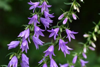 ハタザオギキョウ（サムネイル画像）