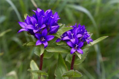 ヤツシロソウ（サムネイル画像）