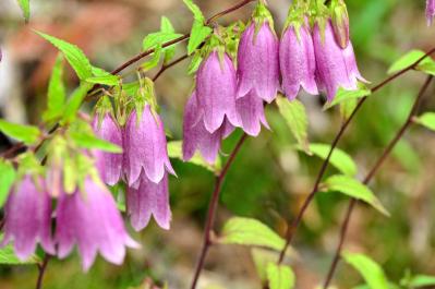 ホタルブクロ（サムネイル画像）