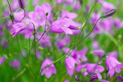 イトシャジン（サムネイル画像）