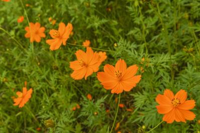 5月18日の花とは？【366日の誕生花と幸せの花言葉】（サムネイル画像）