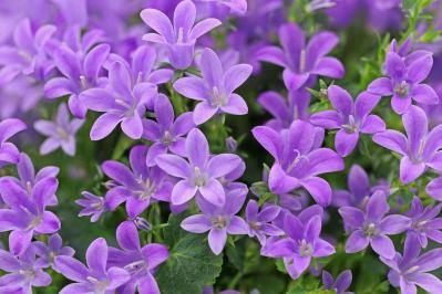 オトメギキョウ（サムネイル画像）