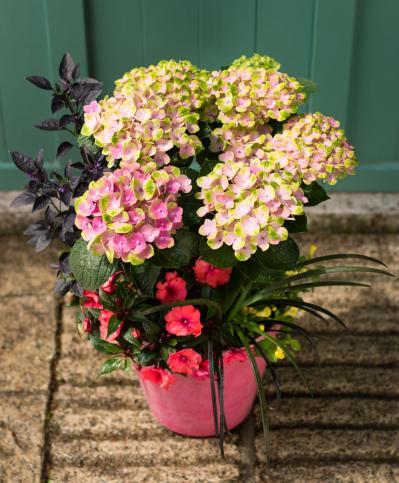 【ガーデニング】色の移ろいがすてき！ 吉谷桂子さんの「アンティークカラーのアジサイの寄せ植え」（サムネイル画像4）