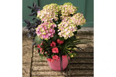 【ガーデニング】色の移ろいがすてき！ 吉谷桂子さんの「アンティークカラーのアジサイの寄せ植え」