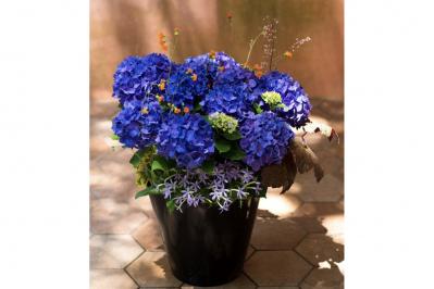 【ガーデニング】さわやかな花色を楽しむ！ 吉谷桂子さんの「ブルーのアジサイ」の寄せ植え