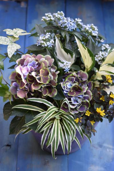 【ガーデニング】色の移ろいがすてき！ 吉谷桂子さんの「アンティークカラーのアジサイの寄せ植え」（サムネイル画像2）