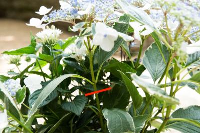 【ガーデニング】さわやかな花色を楽しむ！ 吉谷桂子さんの「ブルーのアジサイ」の寄せ植え（サムネイル画像4）