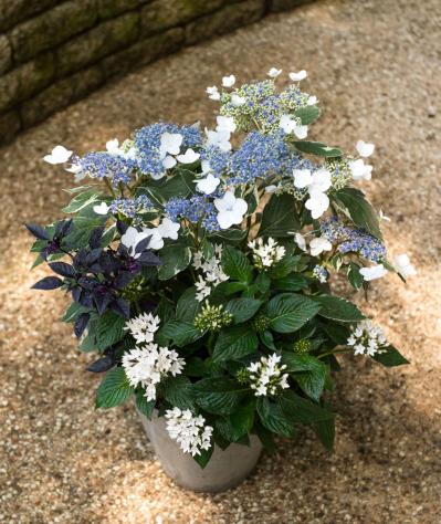 【ガーデニング】さわやかな花色を楽しむ！ 吉谷桂子さんの「ブルーのアジサイ」の寄せ植え（サムネイル画像2）