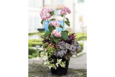 【ガーデニング】次々に花が咲く！ ピンクのアメリカアジサイの寄せ植え