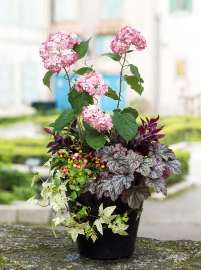【ガーデニング】次々に花が咲く！ 吉谷桂子さんの「ピンクのアメリカアジサイの寄せ植え」（サムネイル画像4）