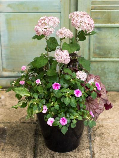 【ガーデニング】次々に花が咲く！ 吉谷桂子さんの「ピンクのアメリカアジサイの寄せ植え」（サムネイル画像2）