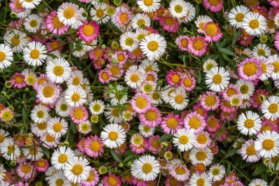 5月27日の花とは？【366日の誕生花と幸せの花言葉】