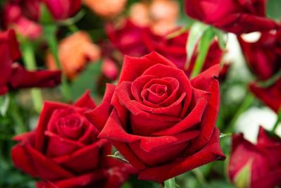 5月21日の花とは？【366日の誕生花と幸せの花言葉】（サムネイル画像）