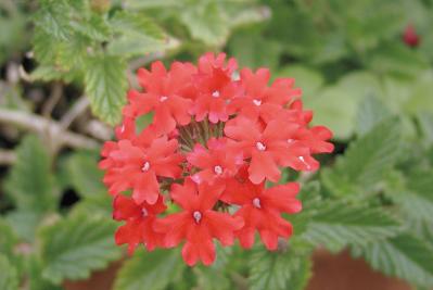 5月24日の花とは？【366日の誕生花と幸せの花言葉】