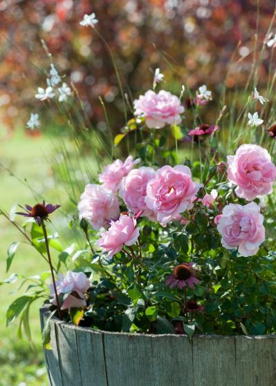 【ガーデニング】バラ園は何時に行くのが正解？ 訪れる際の注意点とおすすめバラ園7（サムネイル画像6）