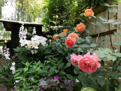 【ガーデニング】バラ園は何時に行くのが正解？ 訪れる際の注意点とおすすめバラ園7（サムネイル画像3）