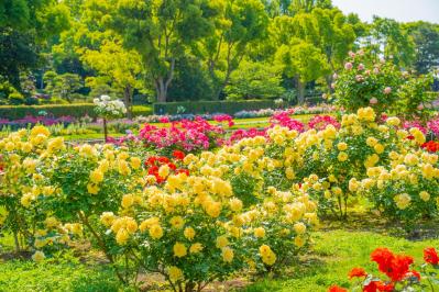 【ガーデニング】バラ園は何時に行くのが正解？ 訪れる際の注意点とおすすめバラ園7（サムネイル画像2）