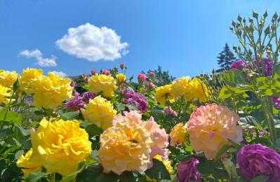 【ガーデニング】バラ園は何時に行くのが正解？ 訪れる際の注意点とおすすめバラ園7（サムネイル画像4）